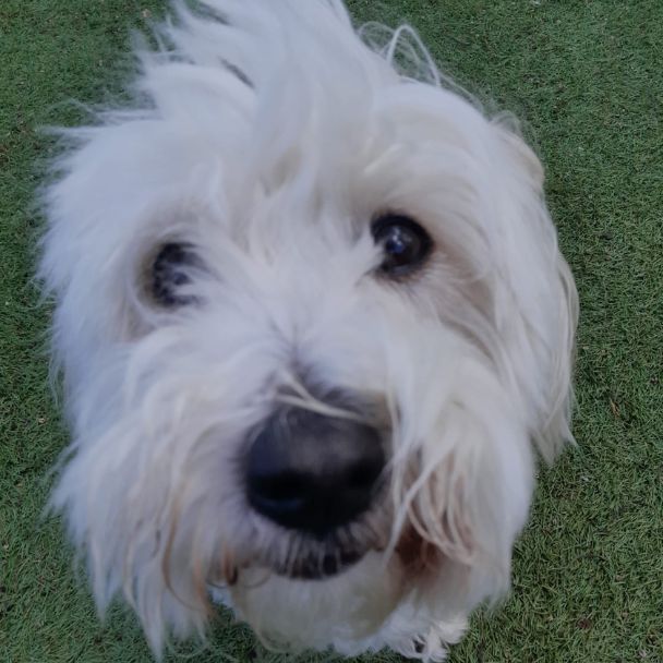 herve Close up of a white shaggy dog's face